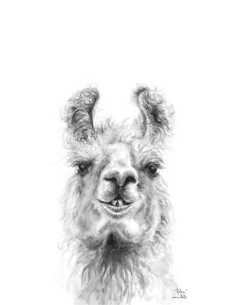 Лама рисунок