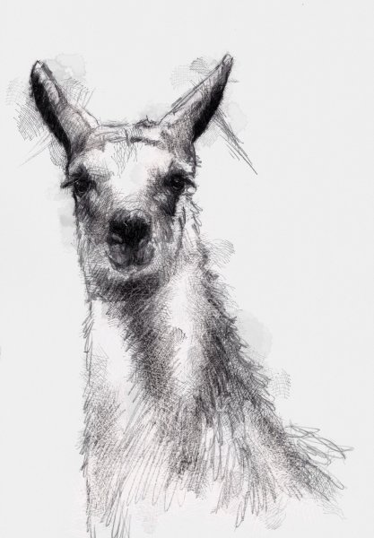 Альпака карандашом
