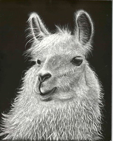 Лама набросок