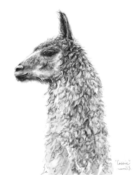 Альпака карандашом