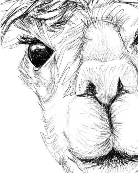 Нарисовать ламу