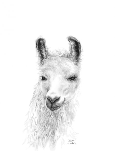 Лама набросок