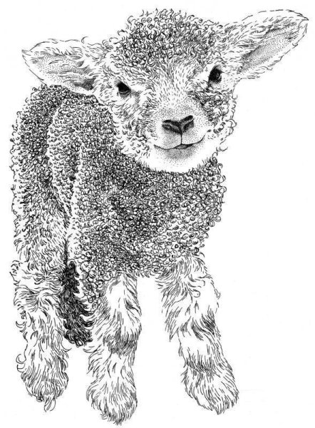 Ягненок рисунок