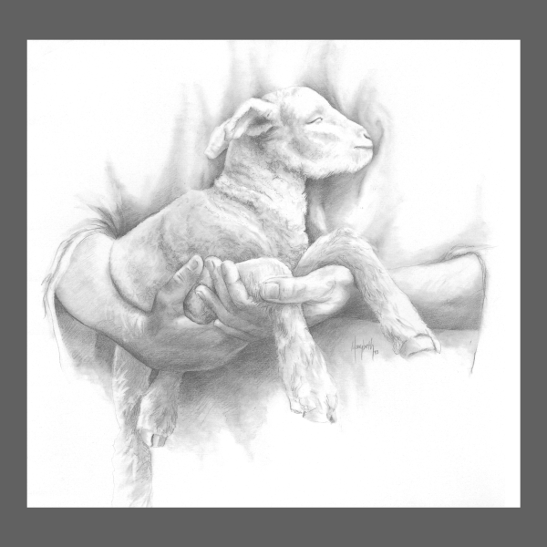 Ягненок карандашом