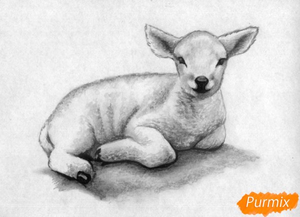 Домашние животные карандашом карандашом