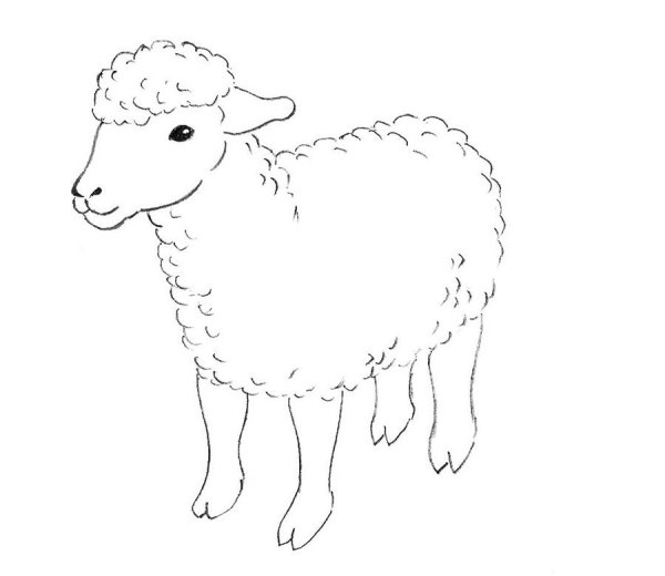 Овечка рисунок карандашом