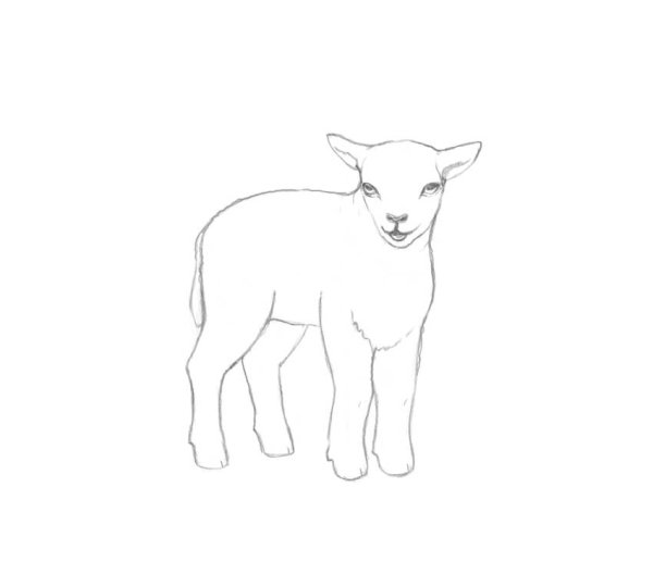Ягненок для срисовки
