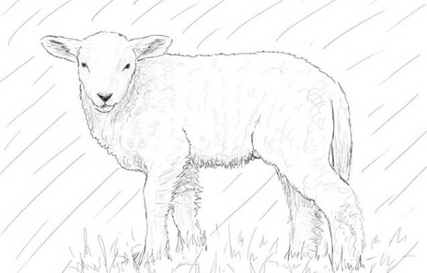 Агнец рисунок карандашом