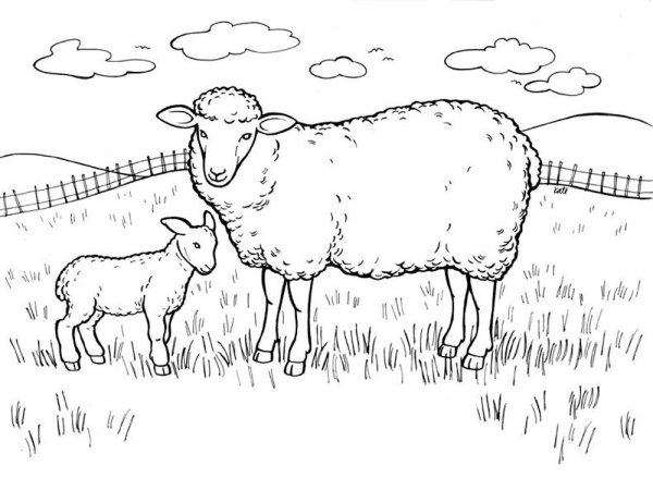 Баран раскраска