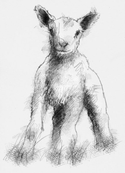 Ягненок скетч