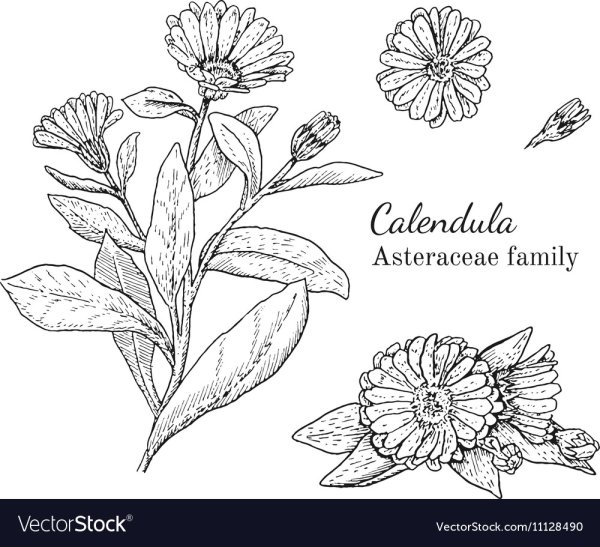 Календула вектор