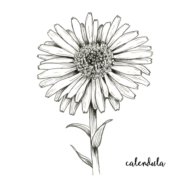 Раскраска календула цветок