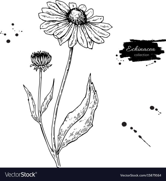 Календула раскраска