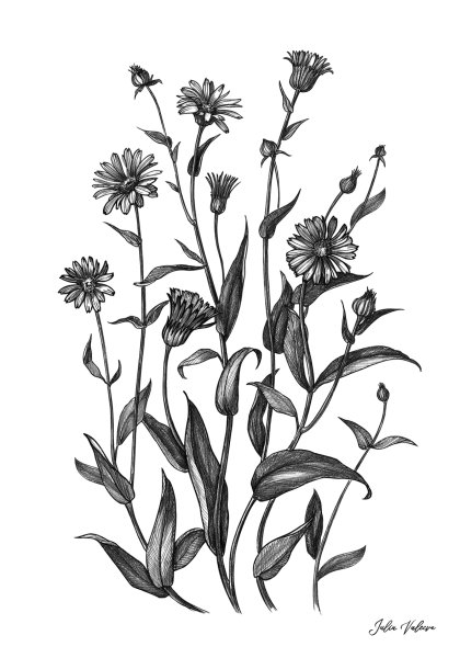 Календула чб