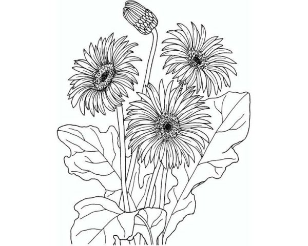 Раскраска ноготки цветы