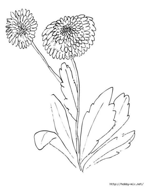 Маргаритка раскраска