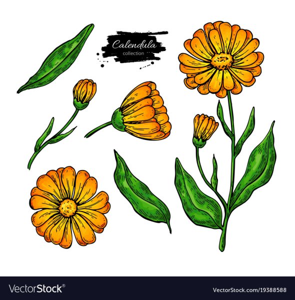 Календула лекарственная эскиз