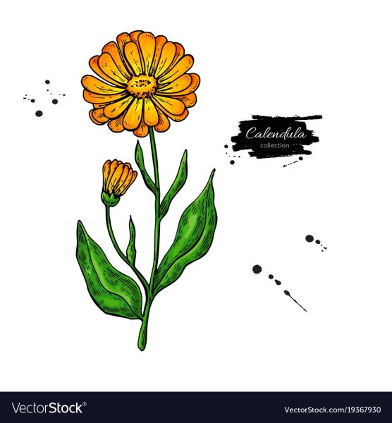 Календула рисунок для детей 1 класс