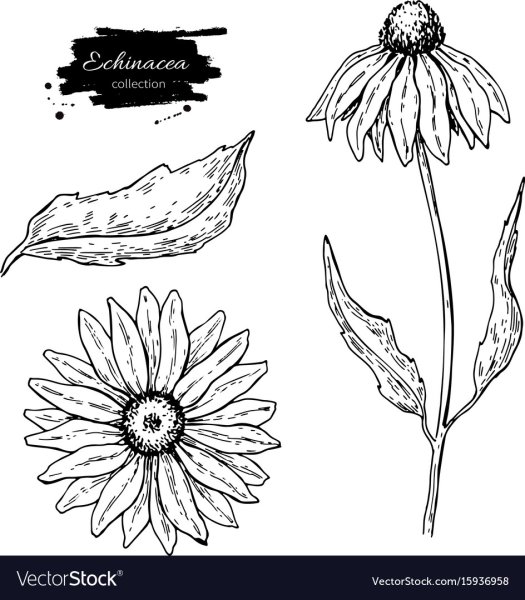 Календула эскиз