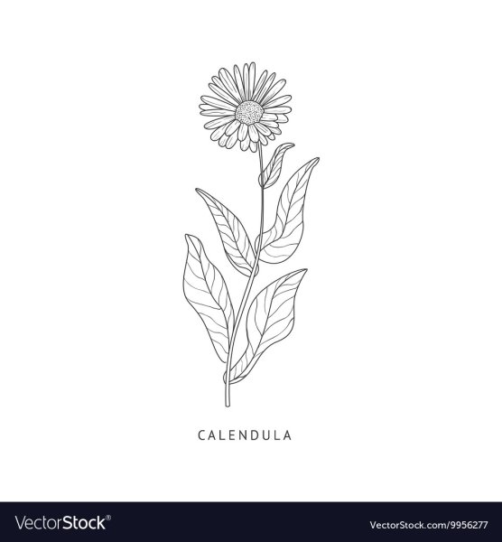 Календула раскраска для детей