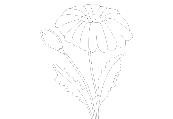 Раскраска календула цветок