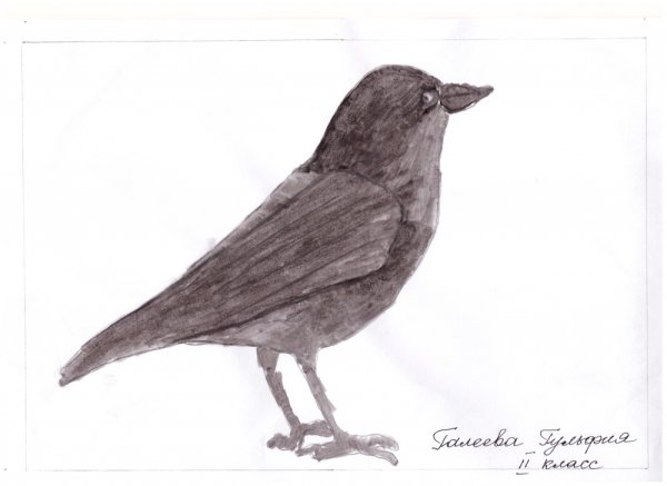 Галка птица рисунок