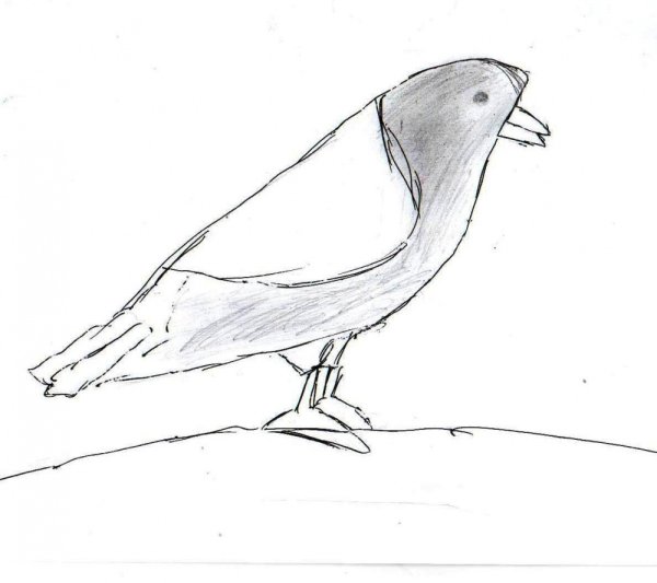 Нарисовать птицу галку