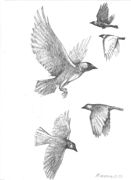 Галка птица рисунок