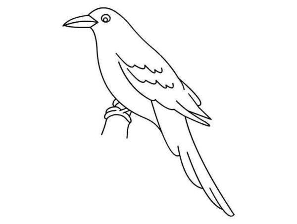 Как рисуется Галка