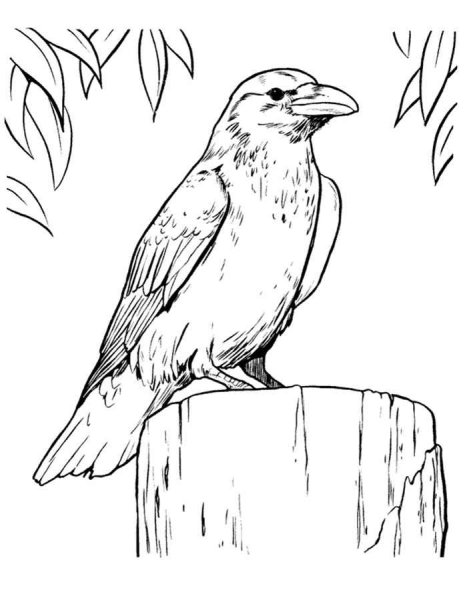 Рисуем ворону поэтапно для детей