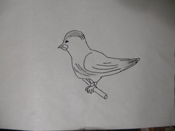 Иволга раскраска для детей