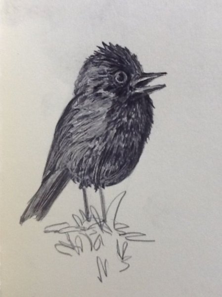 Трафарет Грача для рисования