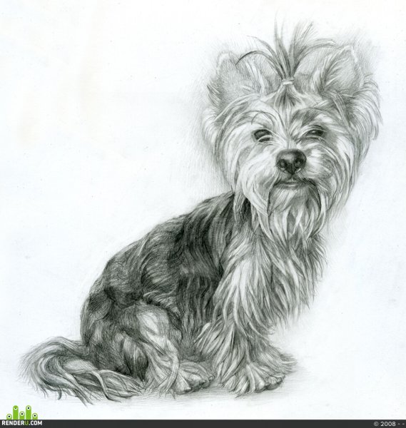 Йоркширский терьер