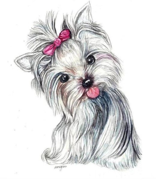 Йоркширский терьер рисовать