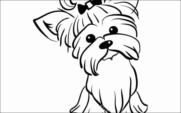 Раскраска Йоркширский терьер