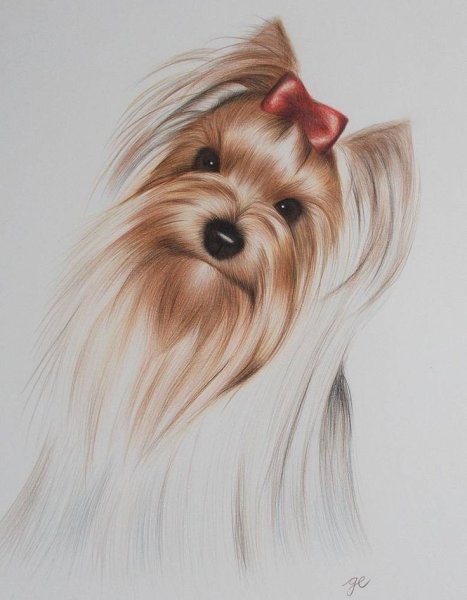 Скетчинг Йоркширский терьер