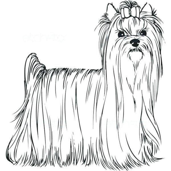 Разукрашка Йоркширский терьер