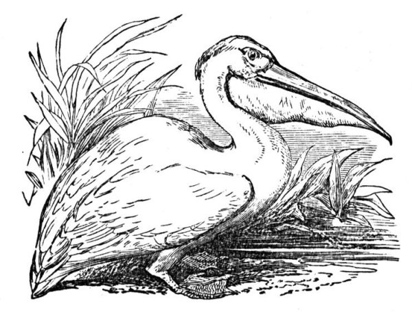 Пеликан раскраска