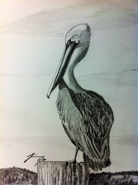 Пеликан карандашом