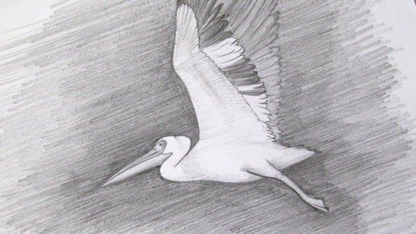 Пеликан раскраска для детей