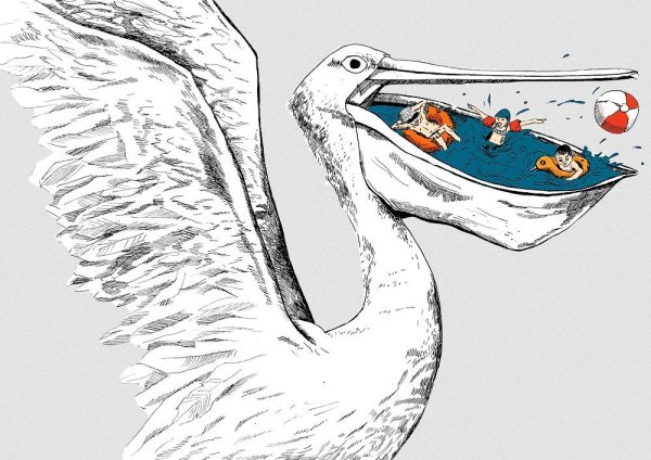 Пеликан карандашом