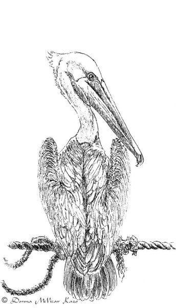 Кудрявый Пеликан контур