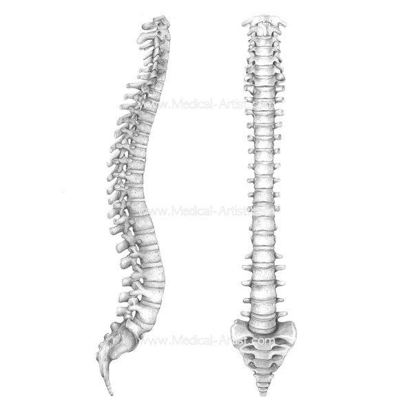 Позвоночник Баммес