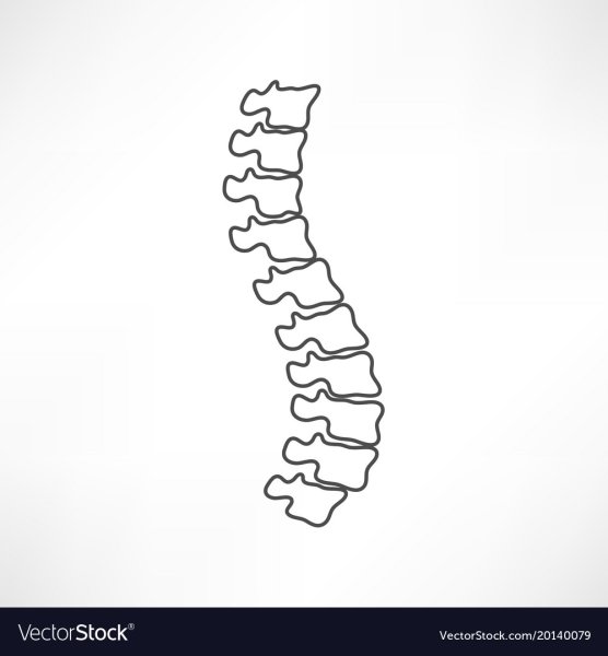 Позвоночный столб вид сбоку