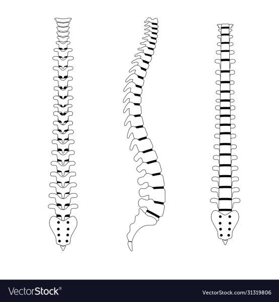 Позвоночный столб Баммес