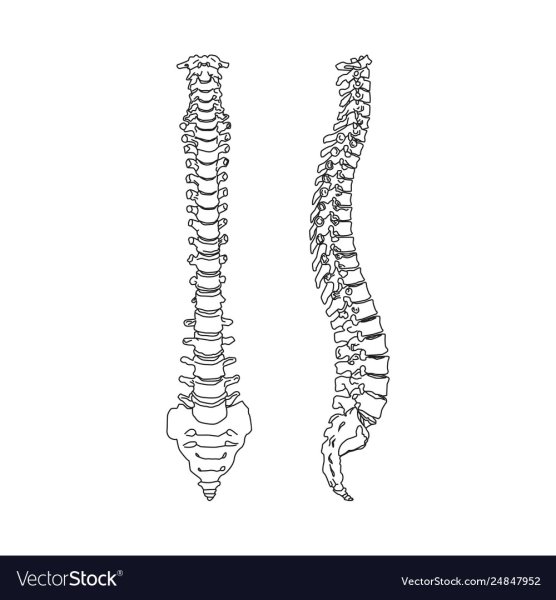 Скелет человека Академический