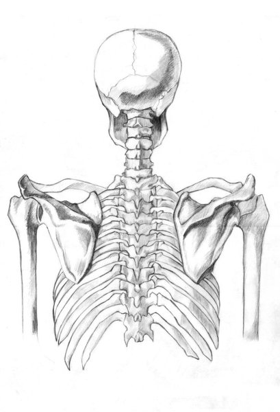 Позвоночник анатомия карандашный рисунок