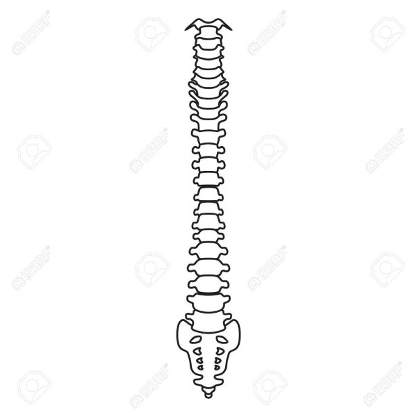 Позвоночник рисунок