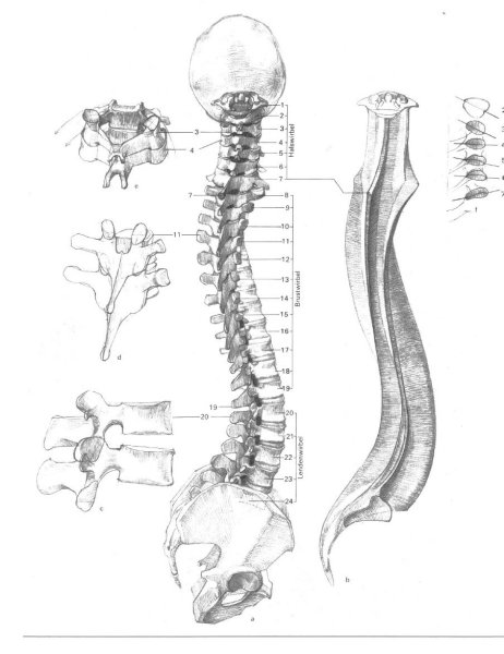 Позвоночник черно белый