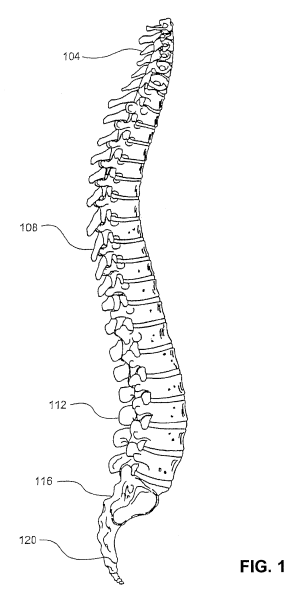 Позвоночник зарисовка